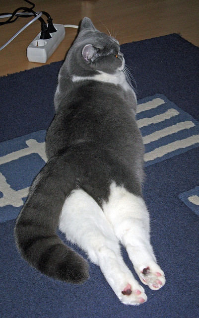 开云网址入口-不止于赛场：F1在科技与娱乐结合的新路径，f1赛车科技